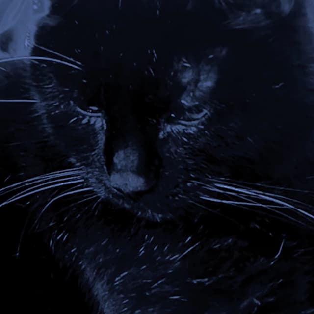 meow