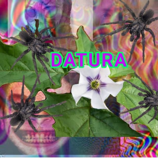 DATURA