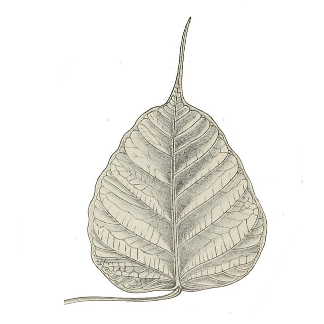 Your Life Is Your Practice: Insight Meditation Retreat  (Dharma Seed: Retreat talks)