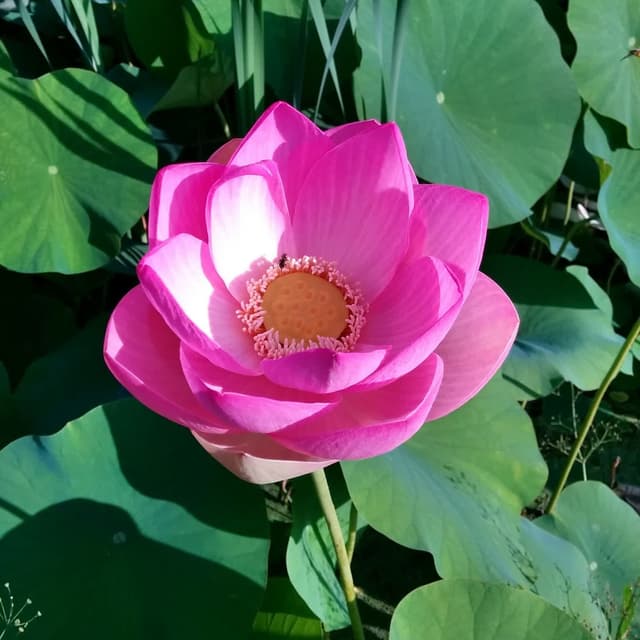 Phật Pháp Căn Bản 2020 -2024